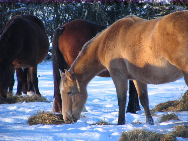 winter feeding.jpg